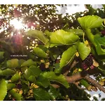 Tenuta Kyrios Agriresort Restaurant&Pool Agroturismo Borgagne