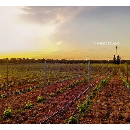 Farma Tenuta Kyrios Borgagne