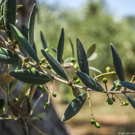 Farma Tenuta Kyrios Borgagne