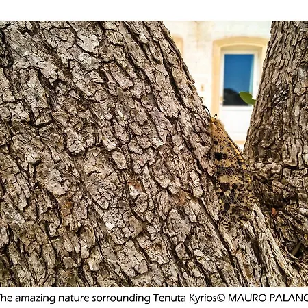 Tenuta Kyrios Farma *